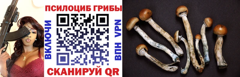 закладки  Заринск  Псилоцибиновые грибы MAGIC MUSHROOMS 
